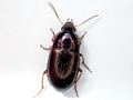Amara familiaris